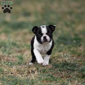 Pansy, Boston Terrier Puppy